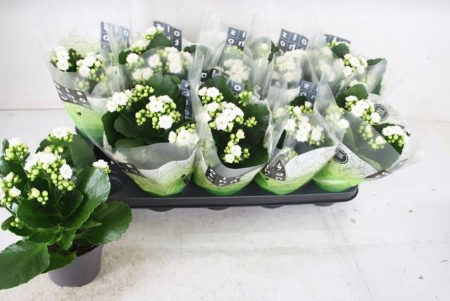 Горшечные цветы и растения оптом Kal Ge Whites White от 10шт из Голландии с доставкой по России