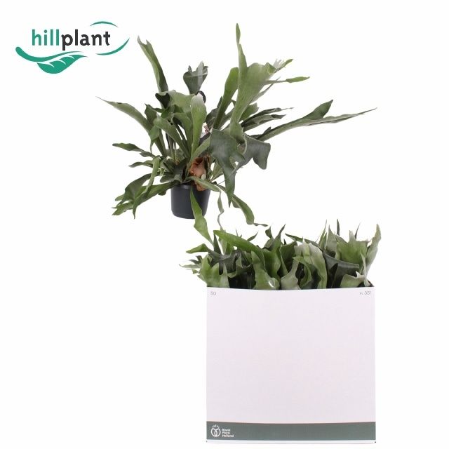 Горшечные цветы и растения оптом Platyc B Netherlands от 5шт из Голландии с доставкой по России