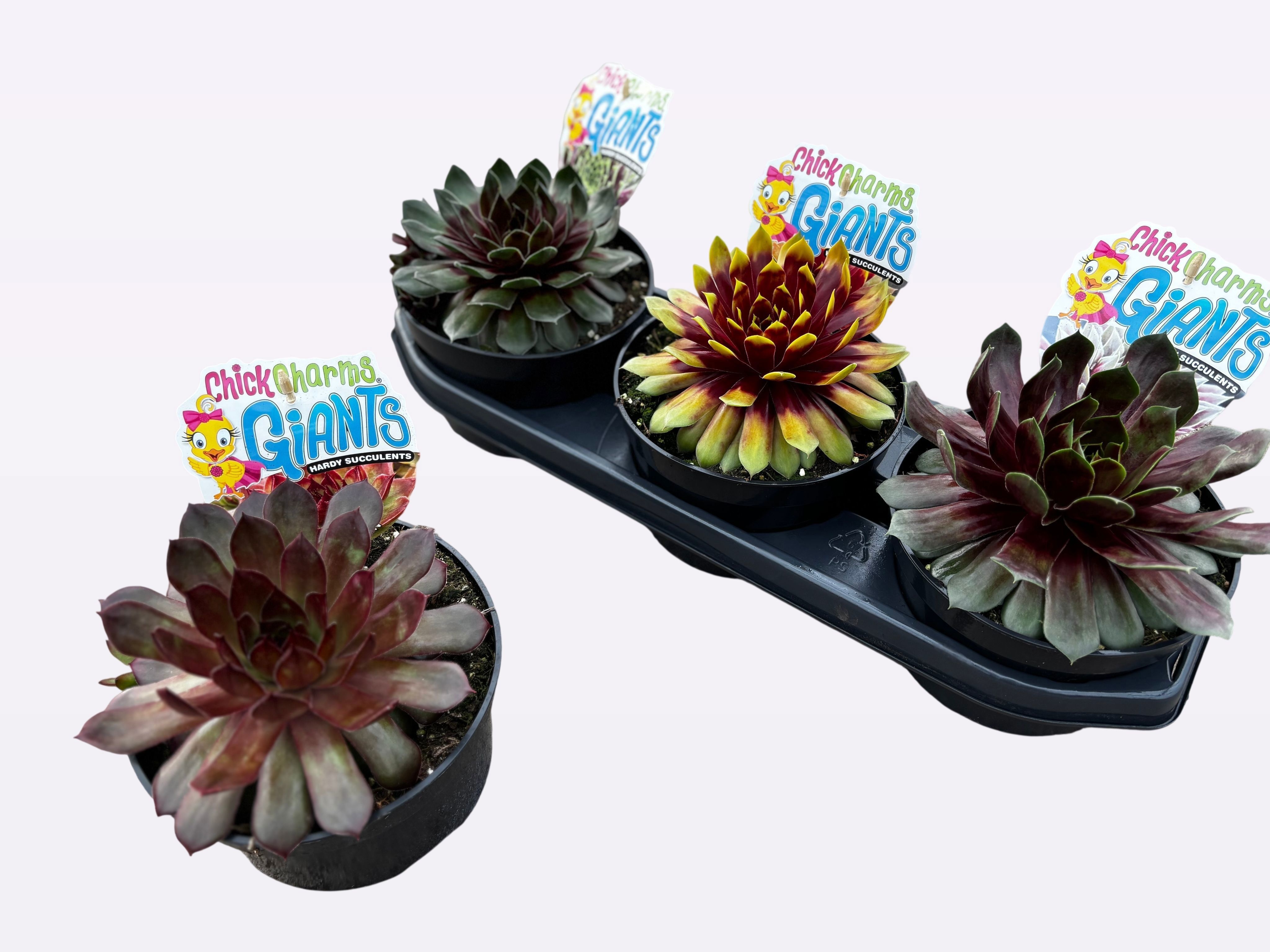 Горшечные цветы и растения оптом Semp Cc Gem от 3шт из Голландии с доставкой по России