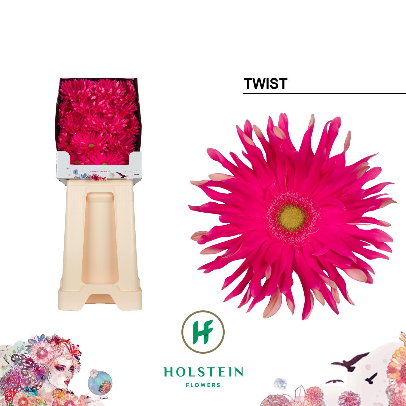 Срезанные цветы оптом Gerbera diamond gerpasta twist от 45шт из Голландии с доставкой по России
