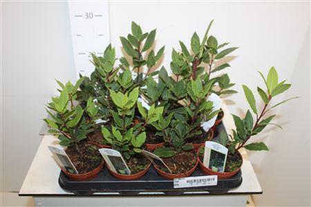 Горшечные цветы и растения оптом Lau Nobilis от 11шт из Голландии с доставкой по России