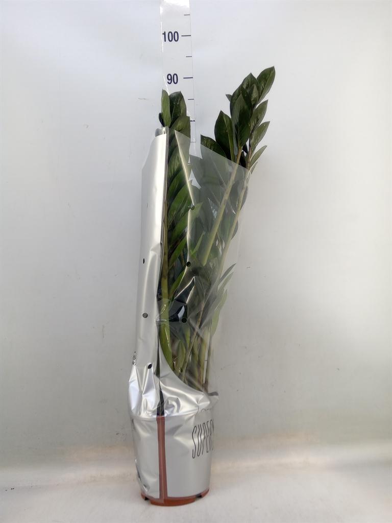 Горшечные цветы и растения оптом Zamioculcas Super Nova от 6шт из Голландии с доставкой по России