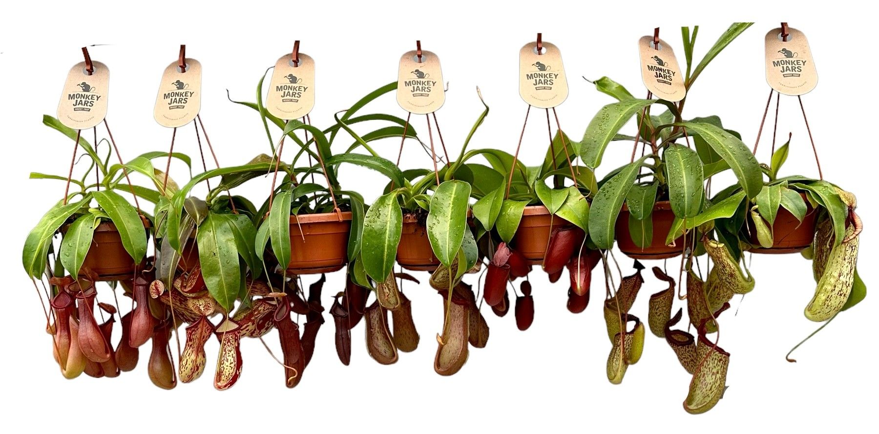 Горшечные цветы и растения оптом Nepenthes Monkey Jars Mix от 8шт из Голландии с доставкой по России