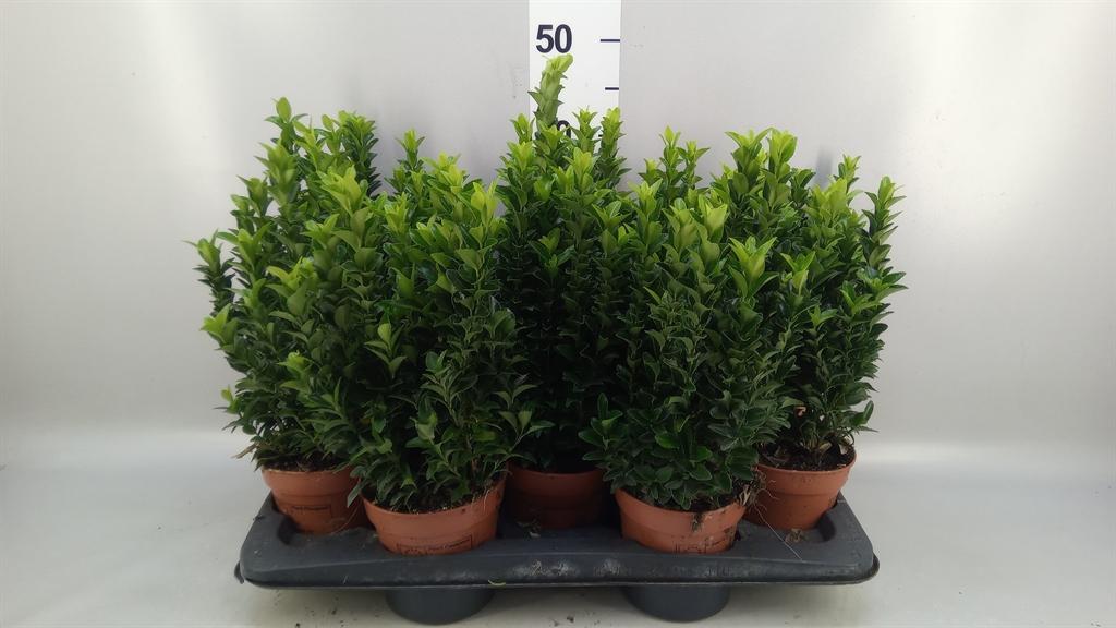 Горшечные цветы и растения оптом Euonymus Japon. green Spire от 10шт из Голландии с доставкой по России