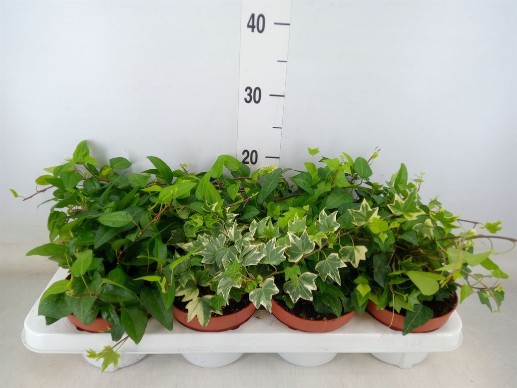 Горшечные цветы и растения оптом Hedera   ...mix от 8шт из Голландии с доставкой по России