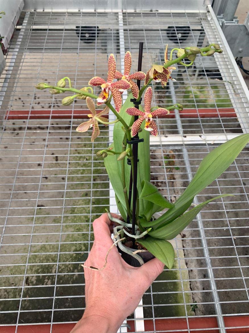 Горшечные цветы и растения оптом Phal 1st Spider (ok) от 6шт из Голландии с доставкой по России