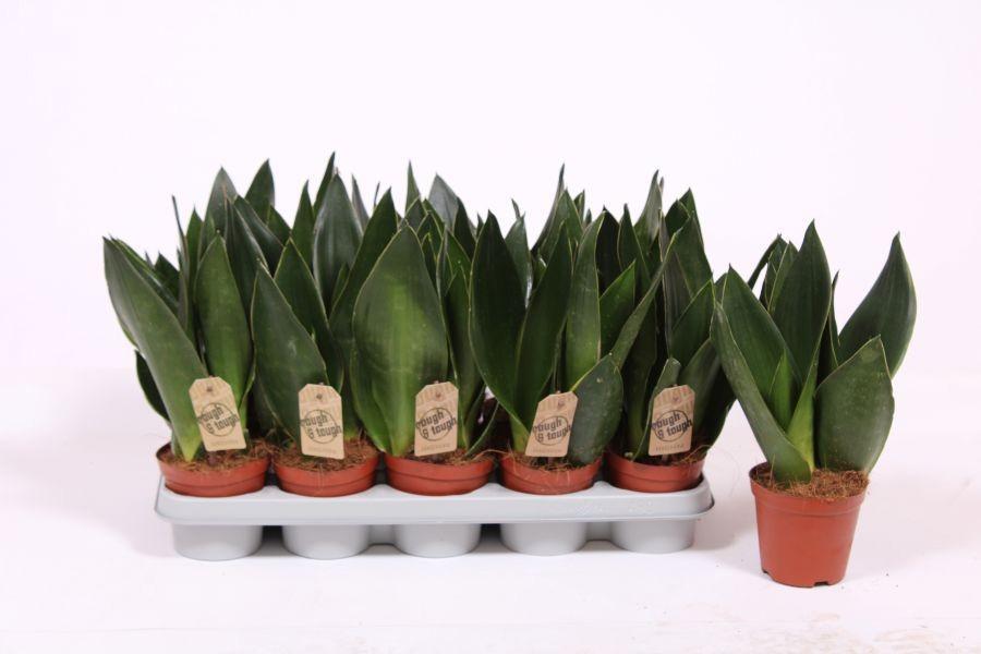 Горшечные цветы и растения оптом Sansevieria Robusta от 10шт из Голландии с доставкой по России