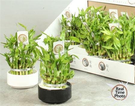 Горшечные цветы и растения оптом Dra Lucky Bamboo 3 Rings от 13шт из Голландии с доставкой по России