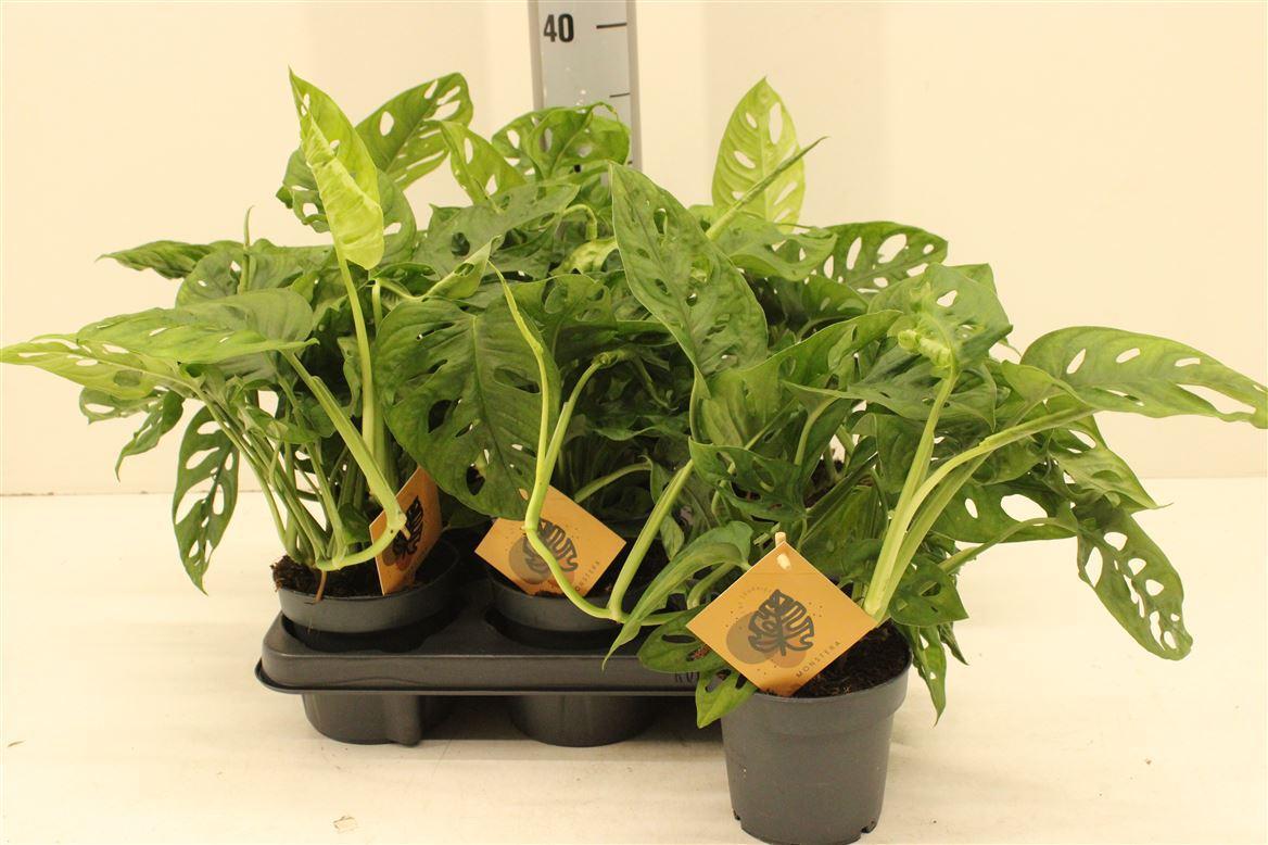 Горшечные цветы и растения оптом Monstera Monkey Leaf P12 от 6шт из Голландии с доставкой по России