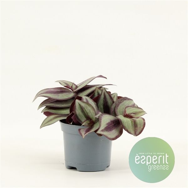 Горшечные цветы и растения оптом Tradescantia Zebrina Violet от 21шт из Голландии с доставкой по России