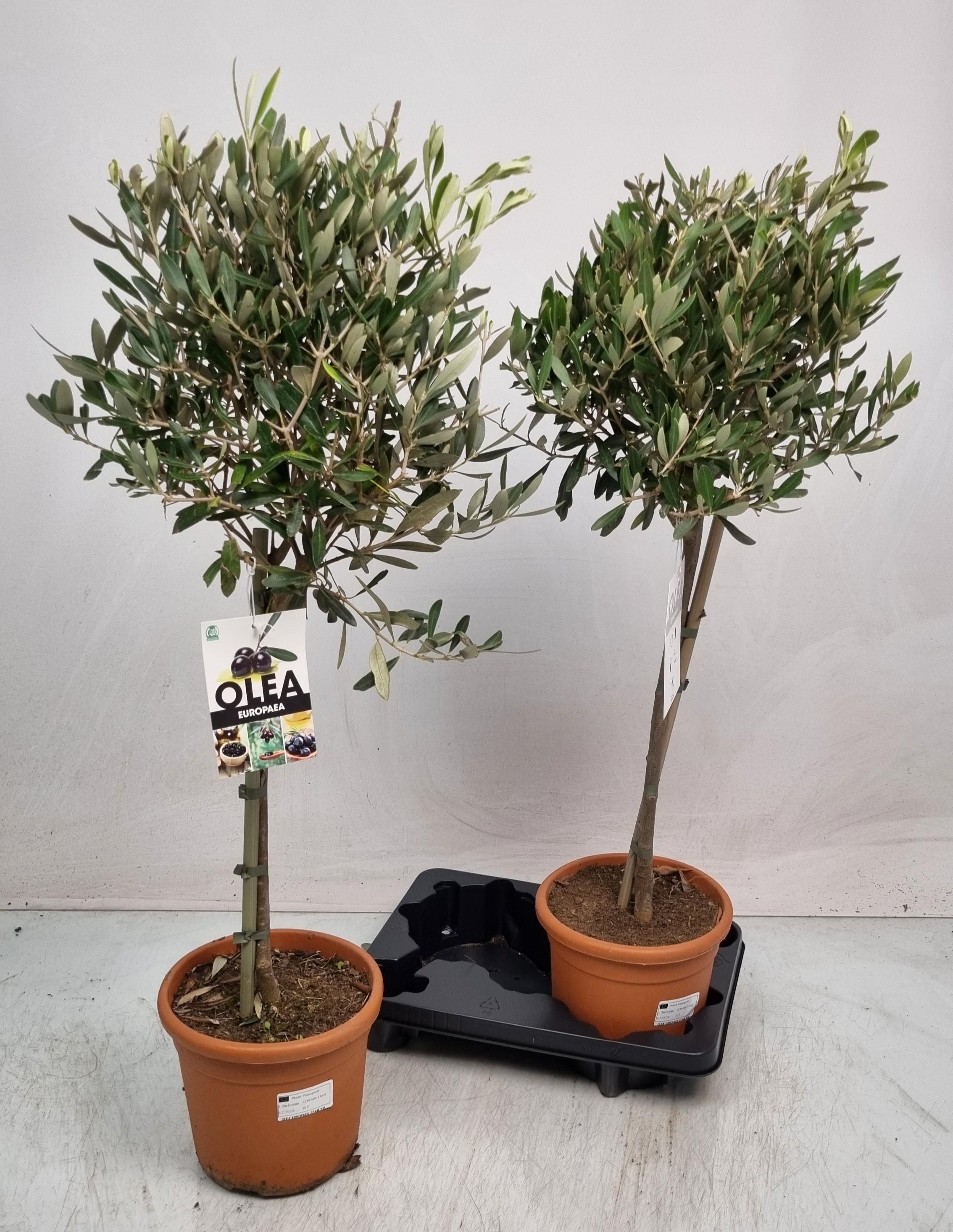Горшечные цветы и растения оптом Olea Europaea от 2шт из Голландии с доставкой по России