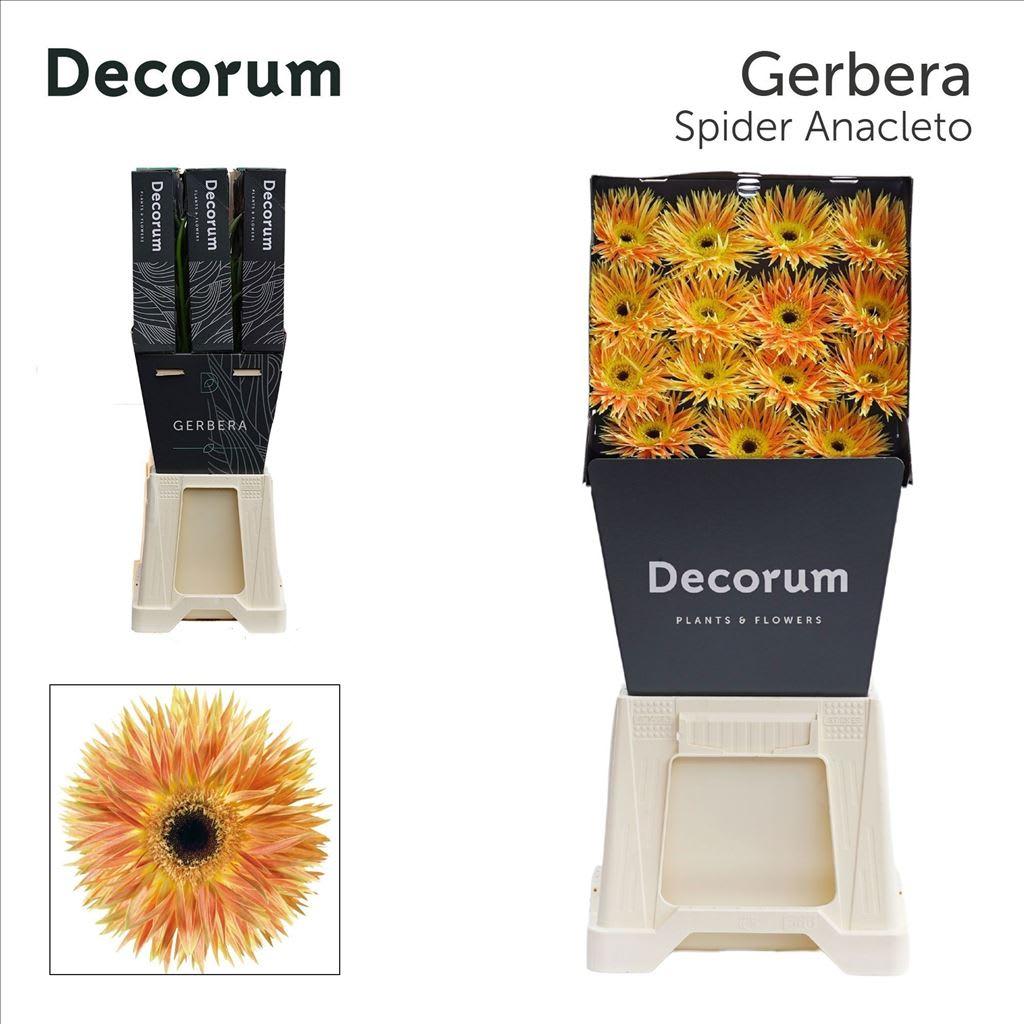 Срезанные цветы оптом Gerbera diamond anacleto от 45шт из Голландии с доставкой по России