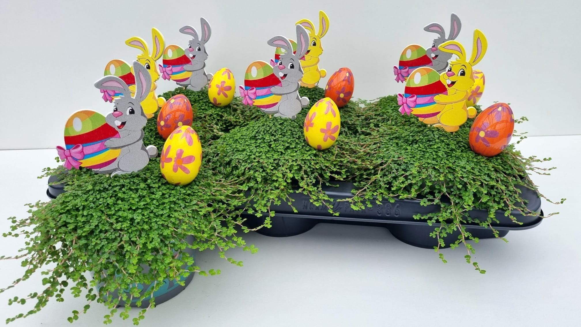 Горшечные цветы и растения оптом Solei Sol Groen от 6шт из Голландии с доставкой по России