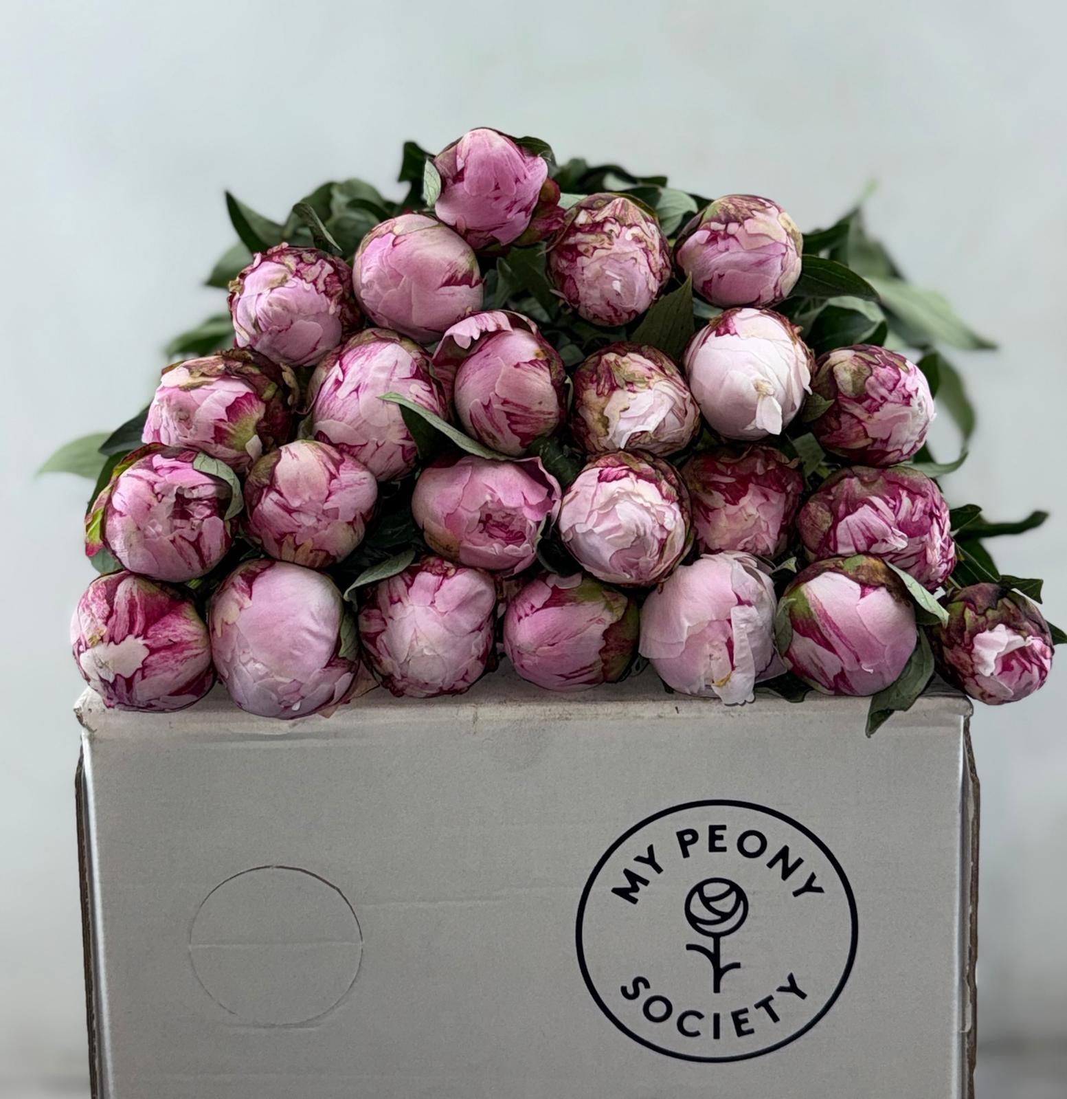 Срезанные цветы оптом Paeonia sarah bernhardt от 100шт из Голландии с доставкой по России