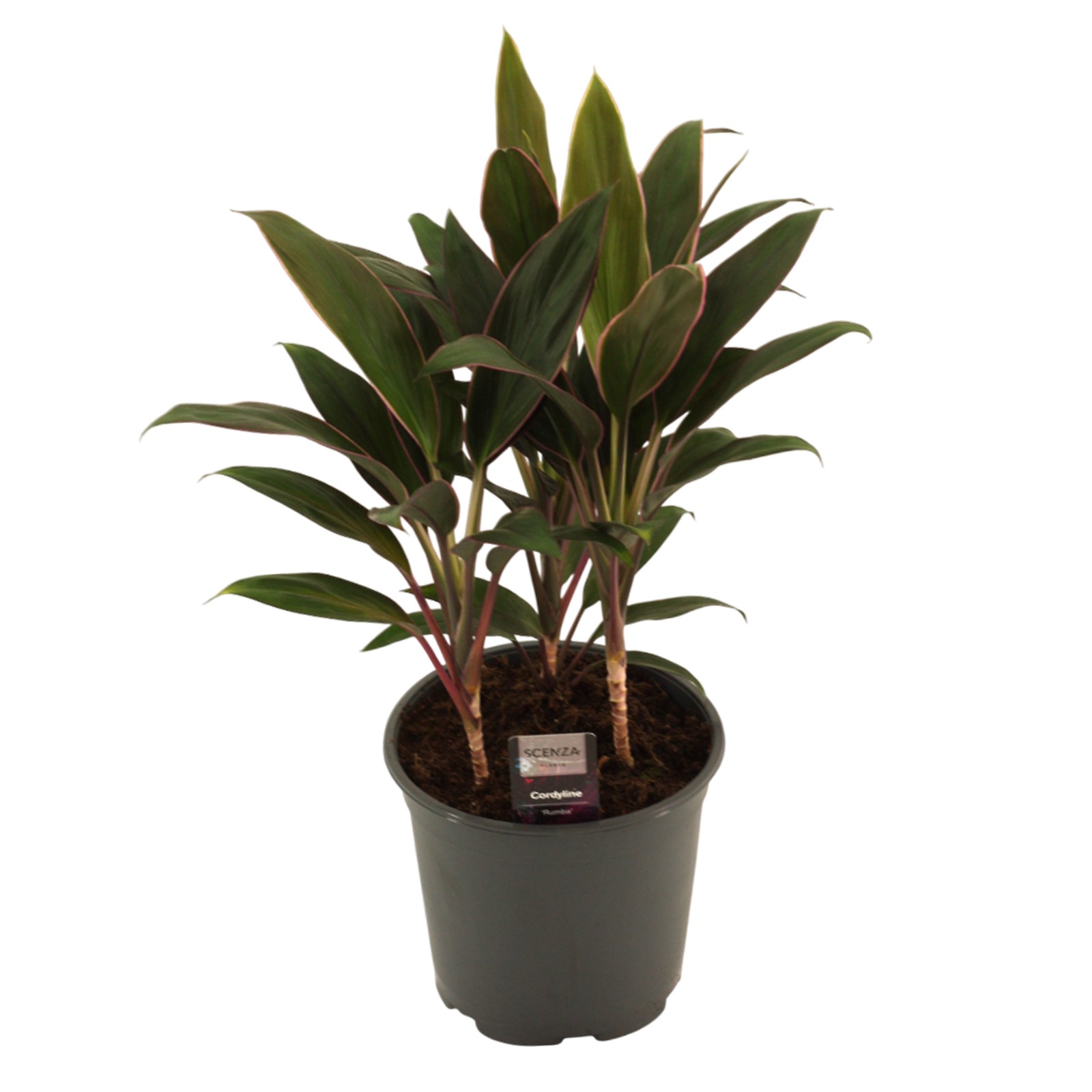Горшечные цветы и растения оптом Cordyline Rumba Toef 3pp от 5шт из Голландии с доставкой по России