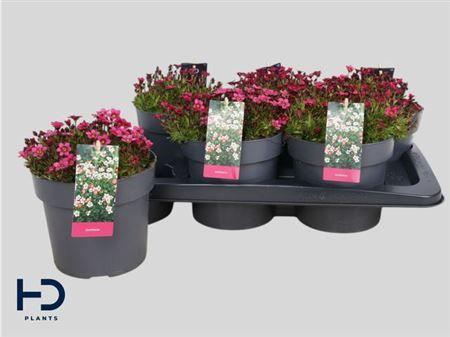 Горшечные цветы и растения оптом Saxif Ar Marto Rose P17 от 6шт из Голландии с доставкой по России