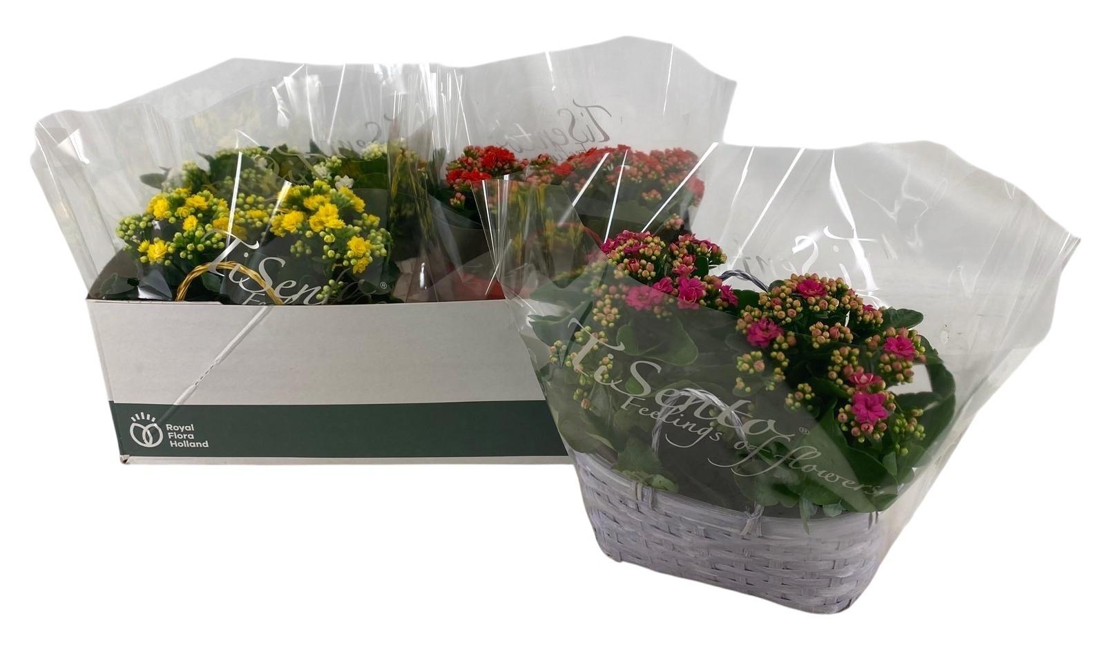 Горшечные цветы и растения оптом Kal Ge Gem 4 Kl от 4шт из Голландии с доставкой по России