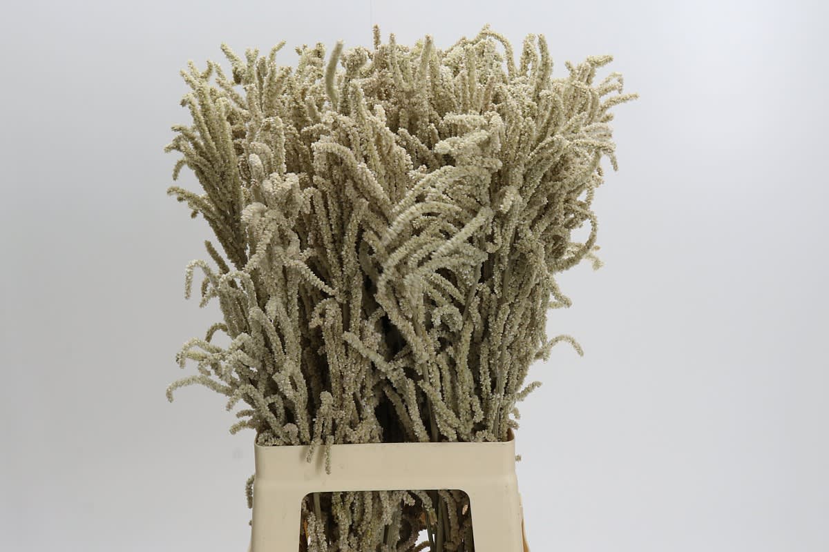 Срезанные цветы оптом Amaranthus yearming desert от 50шт из Голландии с доставкой по России