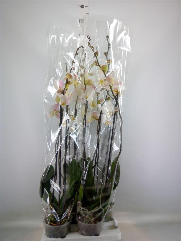 Горшечные цветы и растения оптом Phalaenopsis   ...white от 4шт из Голландии с доставкой по России