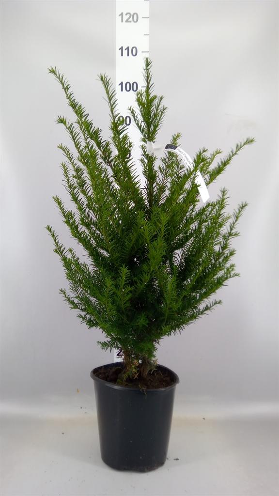 Горшечные цветы и растения оптом Taxus Baccata от 1шт из Голландии с доставкой по России