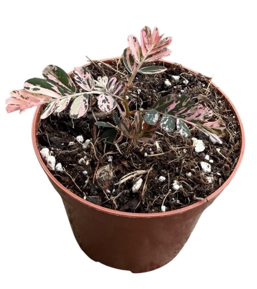 Горшечные цветы и растения оптом Phyllanthus Urinaria Variegata от 1шт (для телеги) из Голландии с доставкой по России
