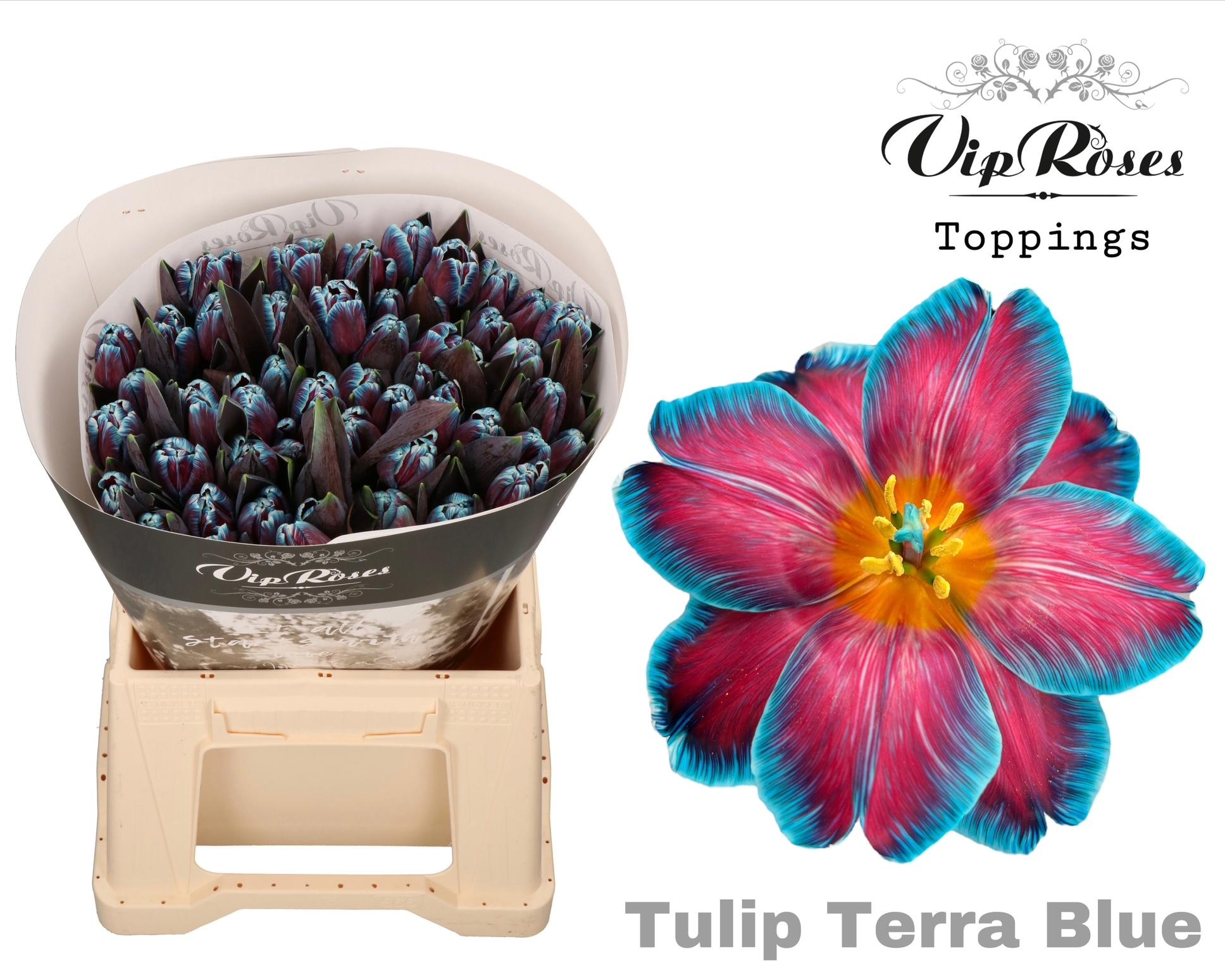 Срезанные цветы оптом Tulipa si paint terra blue от 50шт из Голландии с доставкой по России