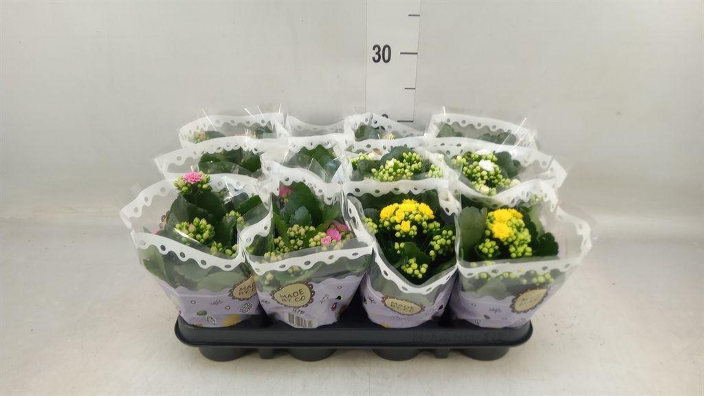 Горшечные цветы и растения оптом Kalanchoe Blos.   ..rosebud Mix  5 от 12шт (для телеги) из Голландии с доставкой по России