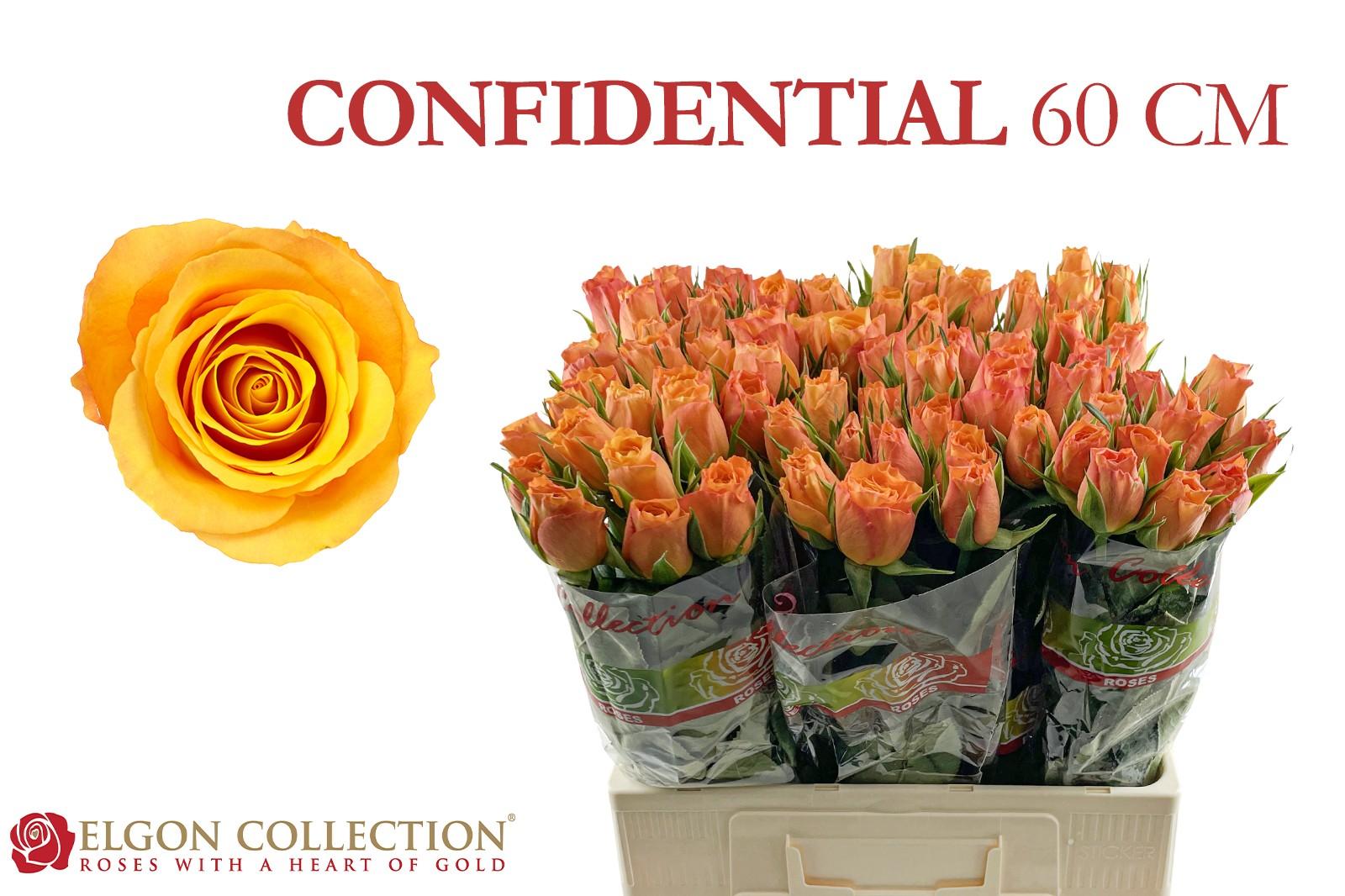 Срезанные цветы оптом Rosa large confidential от 300шт из Голландии с доставкой по России