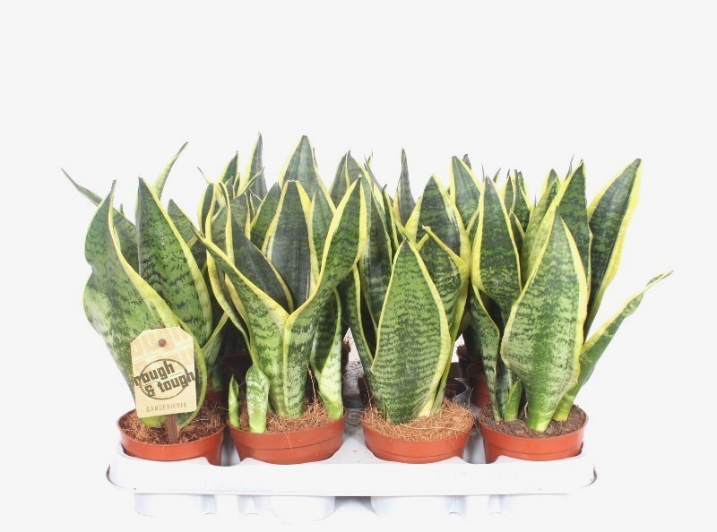 Горшечные цветы и растения оптом Sansevieria Superba 3pp от 12шт (для телеги) из Голландии с доставкой по России