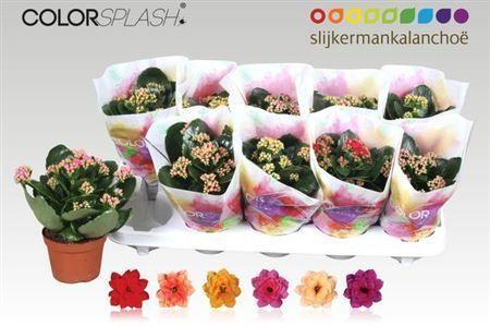 Горшечные цветы и растения оптом Kal Cal Splash Mix от 10шт из Голландии с доставкой по России