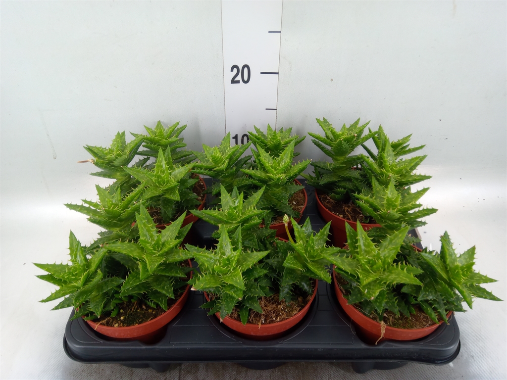 Горшечные цветы и растения оптом Aloe Squarrosa от 6шт из Голландии с доставкой по России