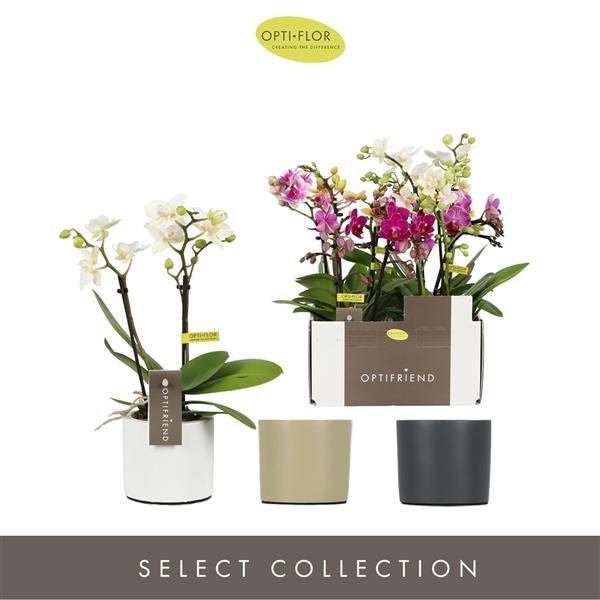 Горшечные цветы и растения оптом Phal Mini 2st Mix In Ceramic от 6шт (для телеги) из Голландии с доставкой по России