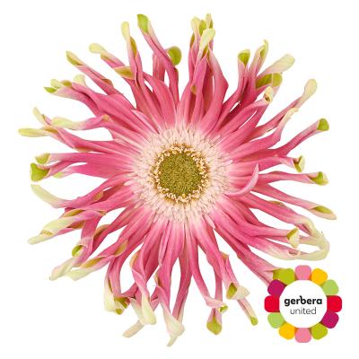 Срезанные цветы оптом Gerbera rebel craze от 40шт из Голландии с доставкой по России