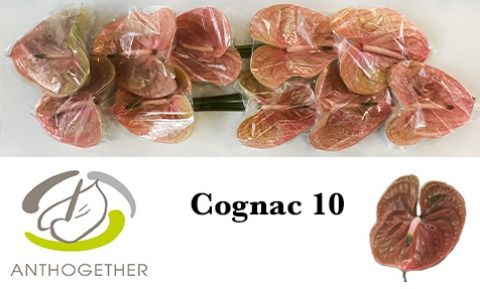 Срезанные цветы оптом Anthurium cognac от 10шт из Голландии с доставкой по России