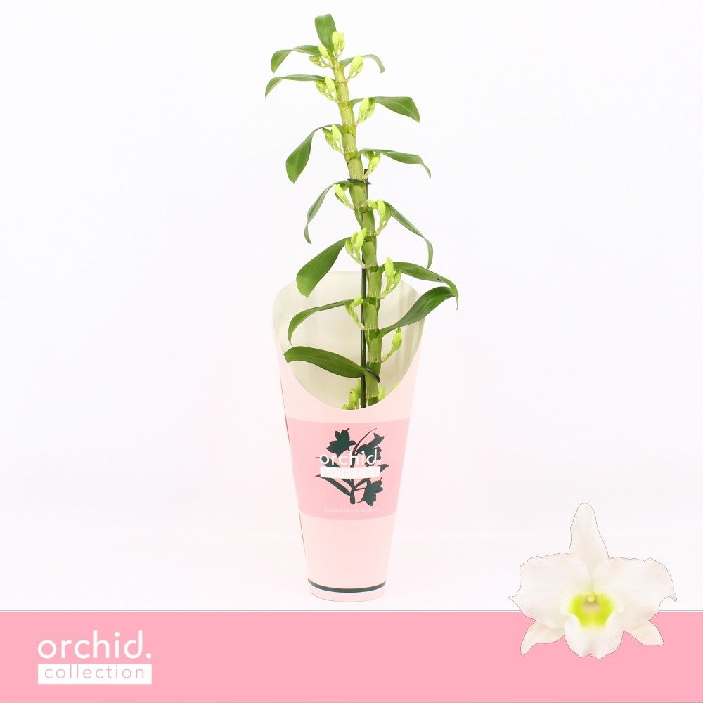 Горшечные цветы и растения оптом Dendr Nob 1st Apollon Orchid от 6шт из Голландии с доставкой по России