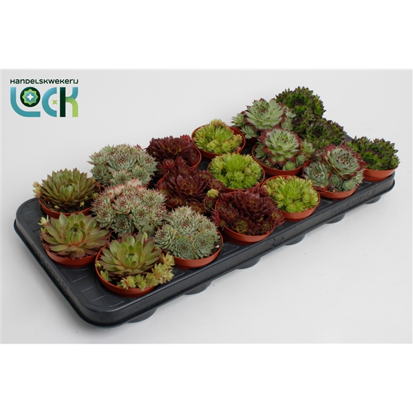 Горшечные цветы и растения оптом Sempervivum Mix от 12шт из Голландии с доставкой по России