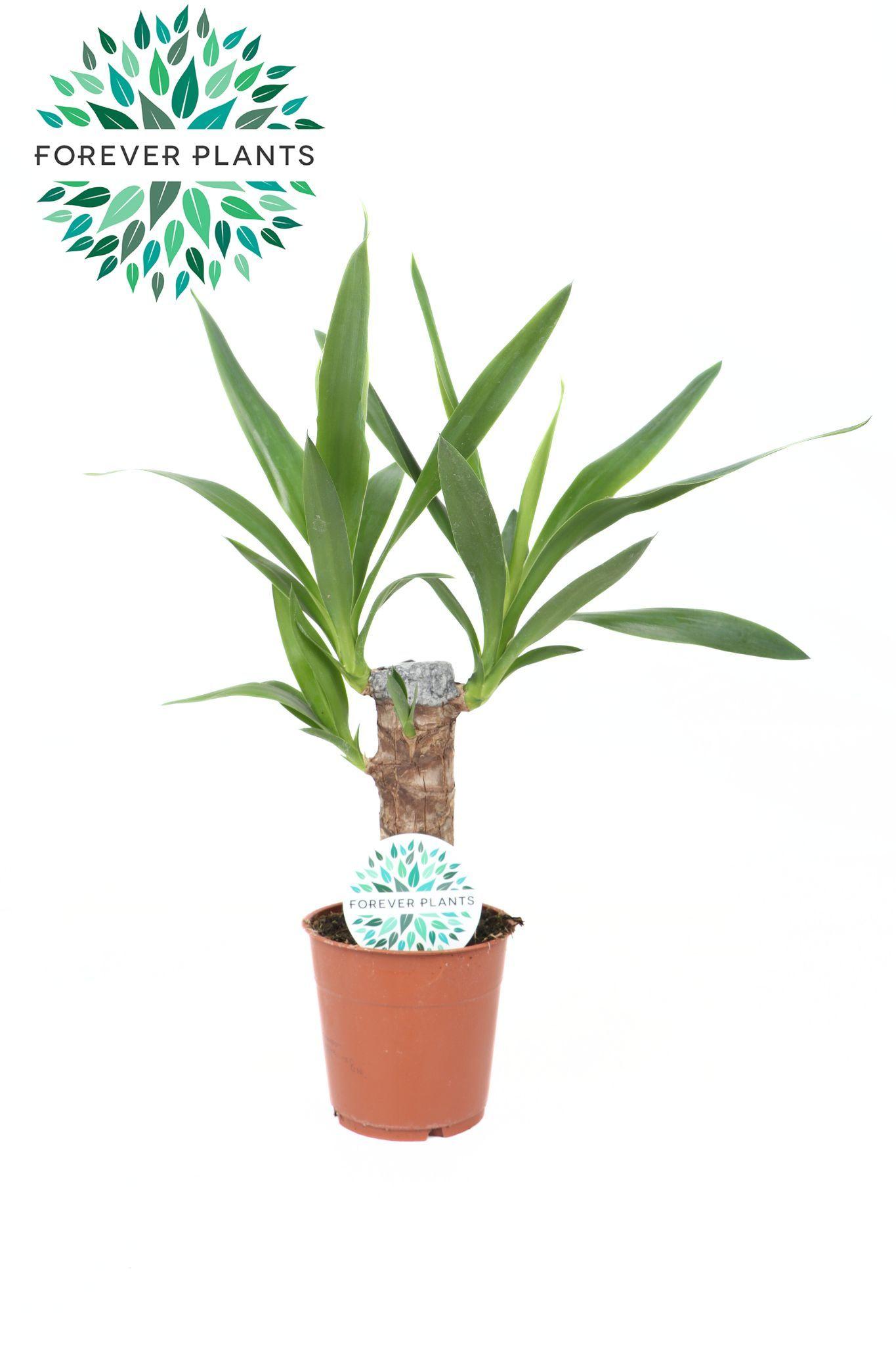 Горшечные цветы и растения оптом Yucca 20cm Stem 2+ от 10шт из Голландии с доставкой по России