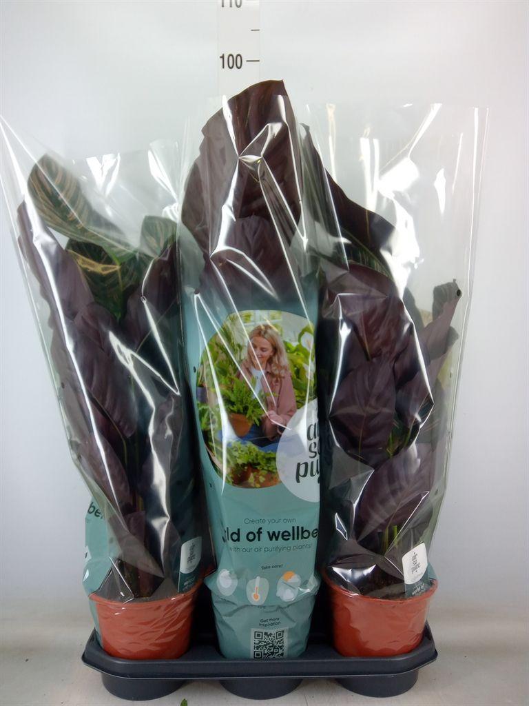 Горшечные цветы и растения оптом Calathea Sanderiana от 3шт из Голландии с доставкой по России