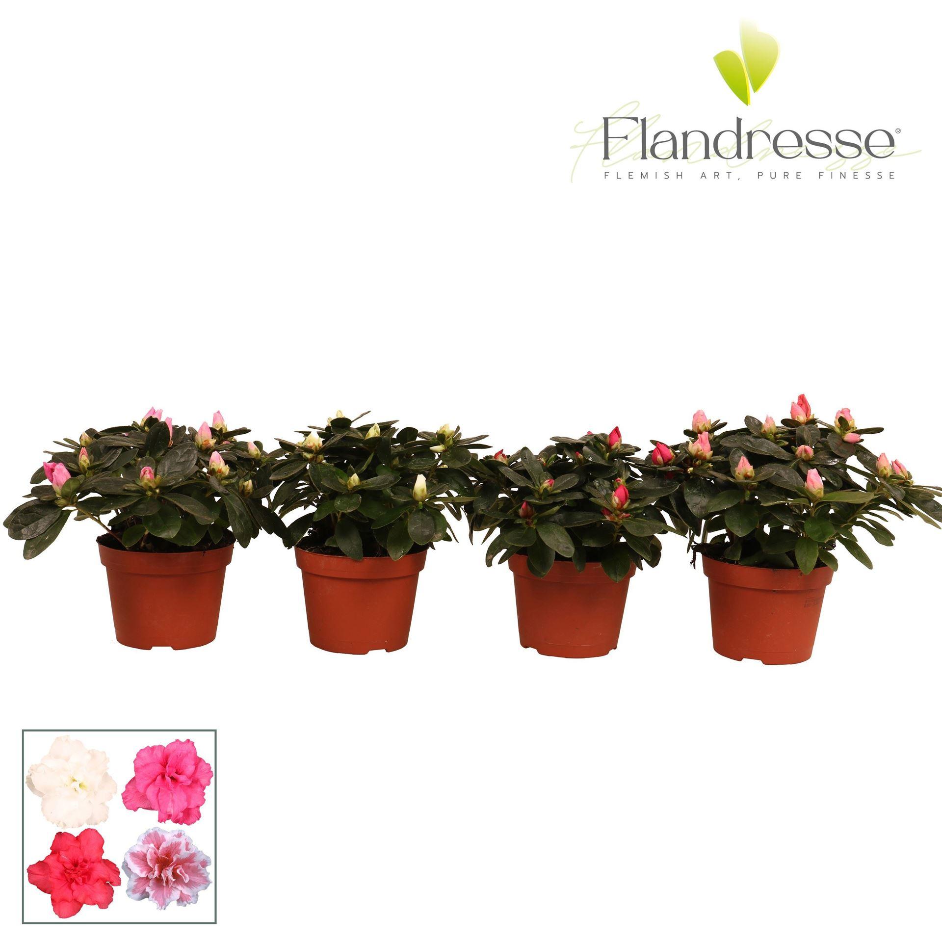 Горшечные цветы и растения оптом Azalea Flandress Mix от 12шт из Голландии с доставкой по России
