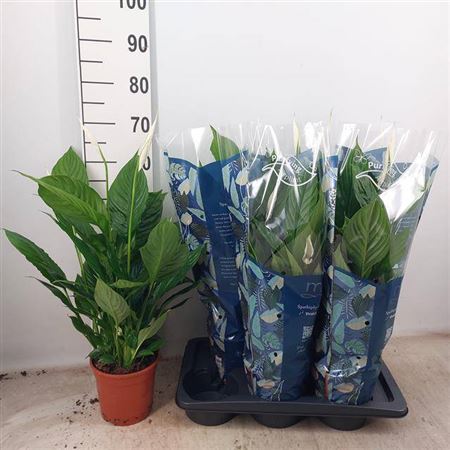 Горшечные цветы и растения оптом Spath Vivaldi 4+ P17 от 6шт из Голландии с доставкой по России