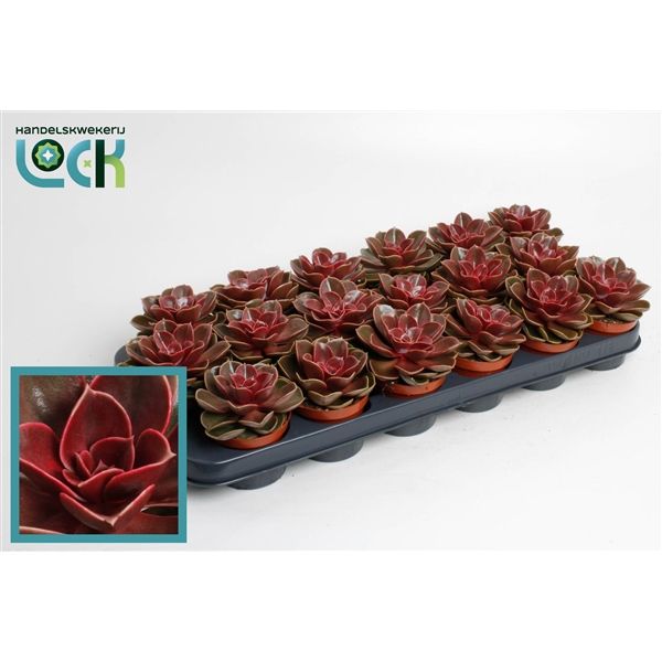 Горшечные цветы и растения оптом Echeveria Magic Red от 12шт из Голландии с доставкой по России