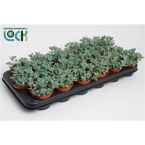 Горшечные цветы и растения оптом Sedum Comic Tom от 12шт (для телеги) из Голландии с доставкой по России