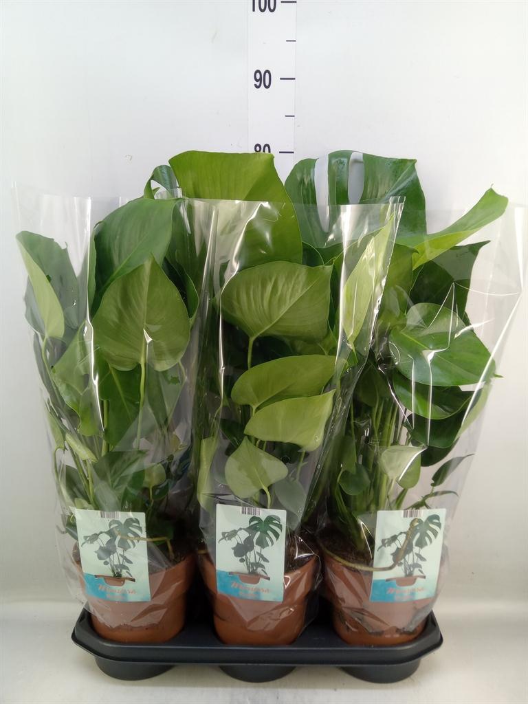 Горшечные цветы и растения оптом Monstera Delic. от 3шт из Голландии с доставкой по России