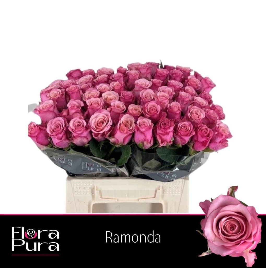 Срезанные цветы оптом Rosa large ramondo от 50шт из Голландии с доставкой по России