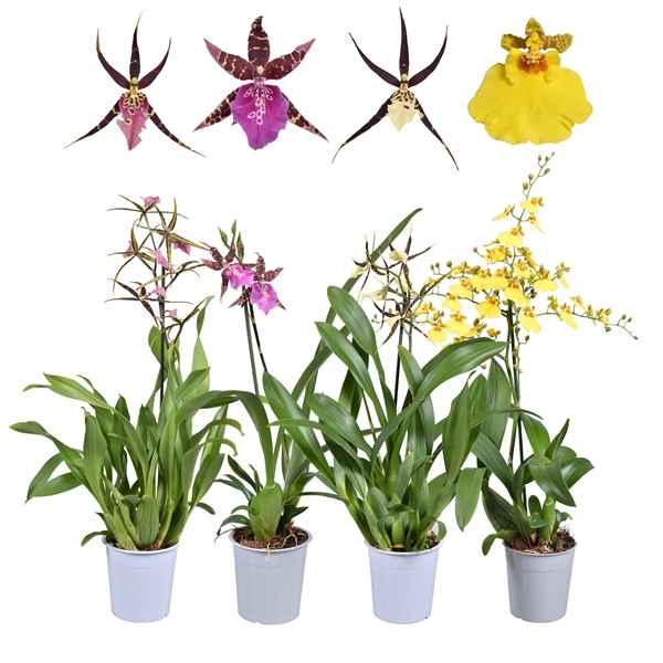 Горшечные цветы и растения оптом Orchid 1st Mix Oncidium & Brassia от 6шт из Голландии с доставкой по России