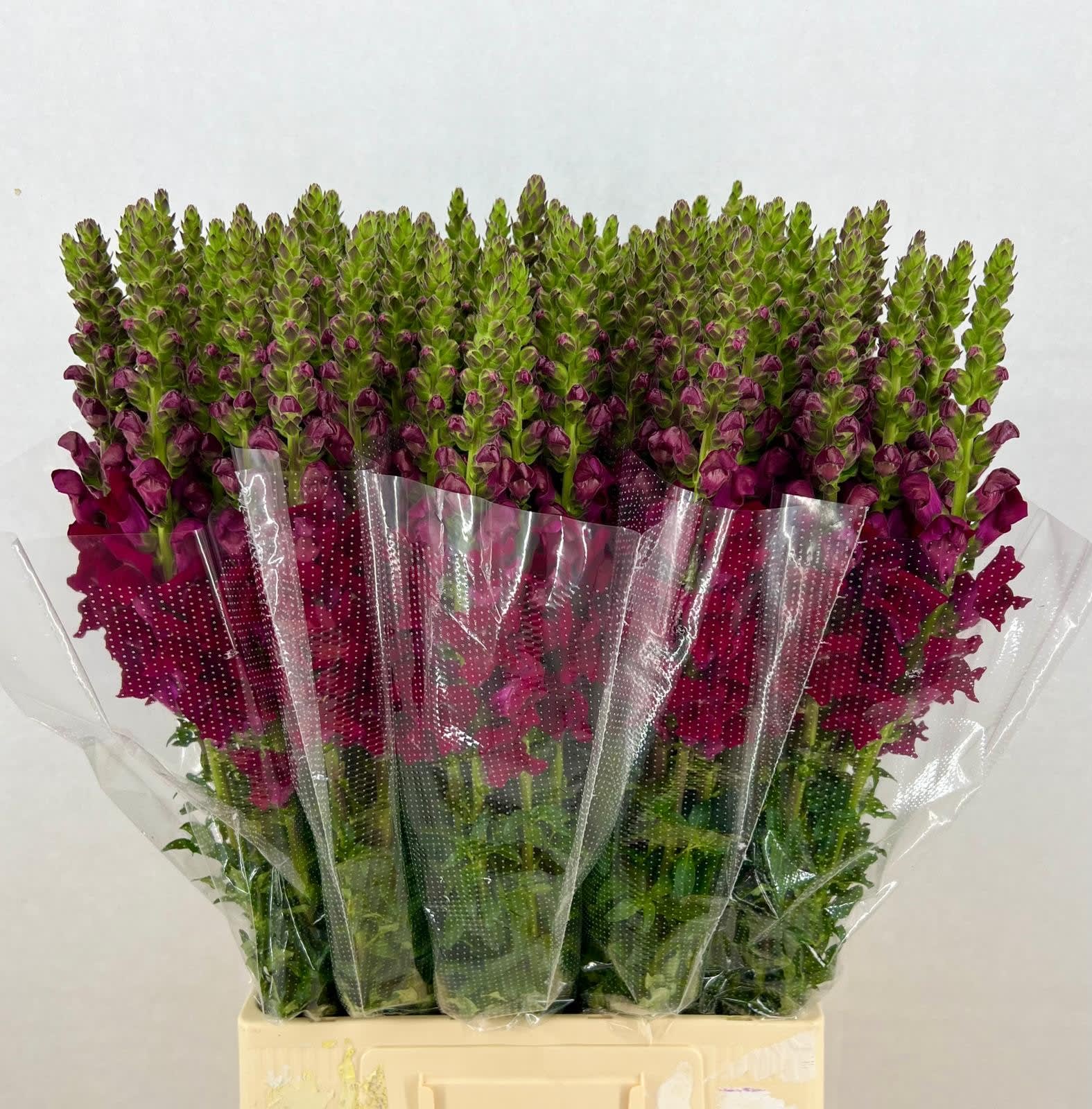 Срезанные цветы оптом Antirrhinum potomac crimson от 50шт из Голландии с доставкой по России