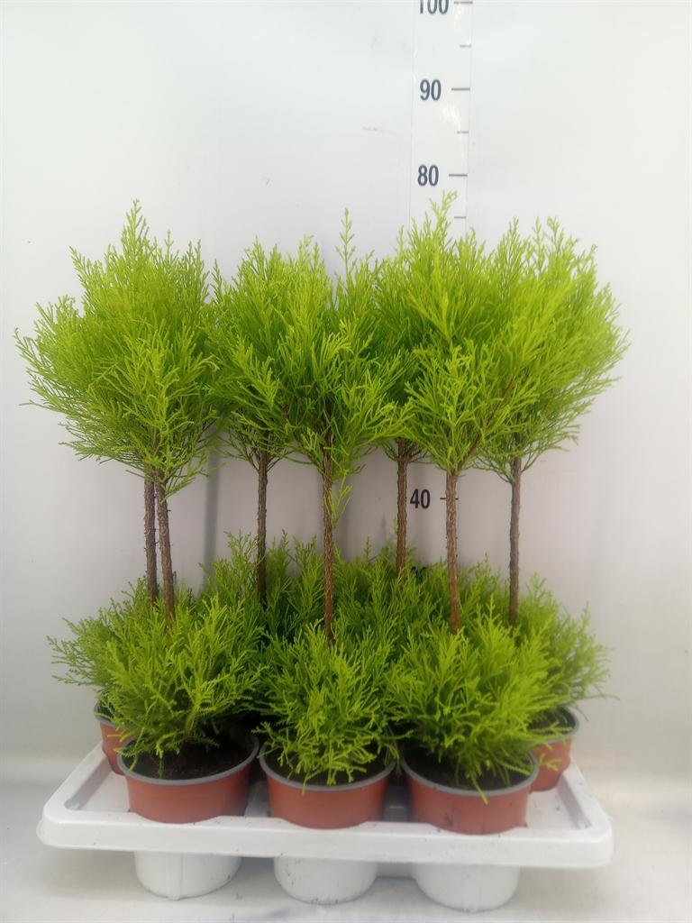Горшечные цветы и растения оптом Cupressus Goldcrest Wilma от 7шт из Голландии с доставкой по России
