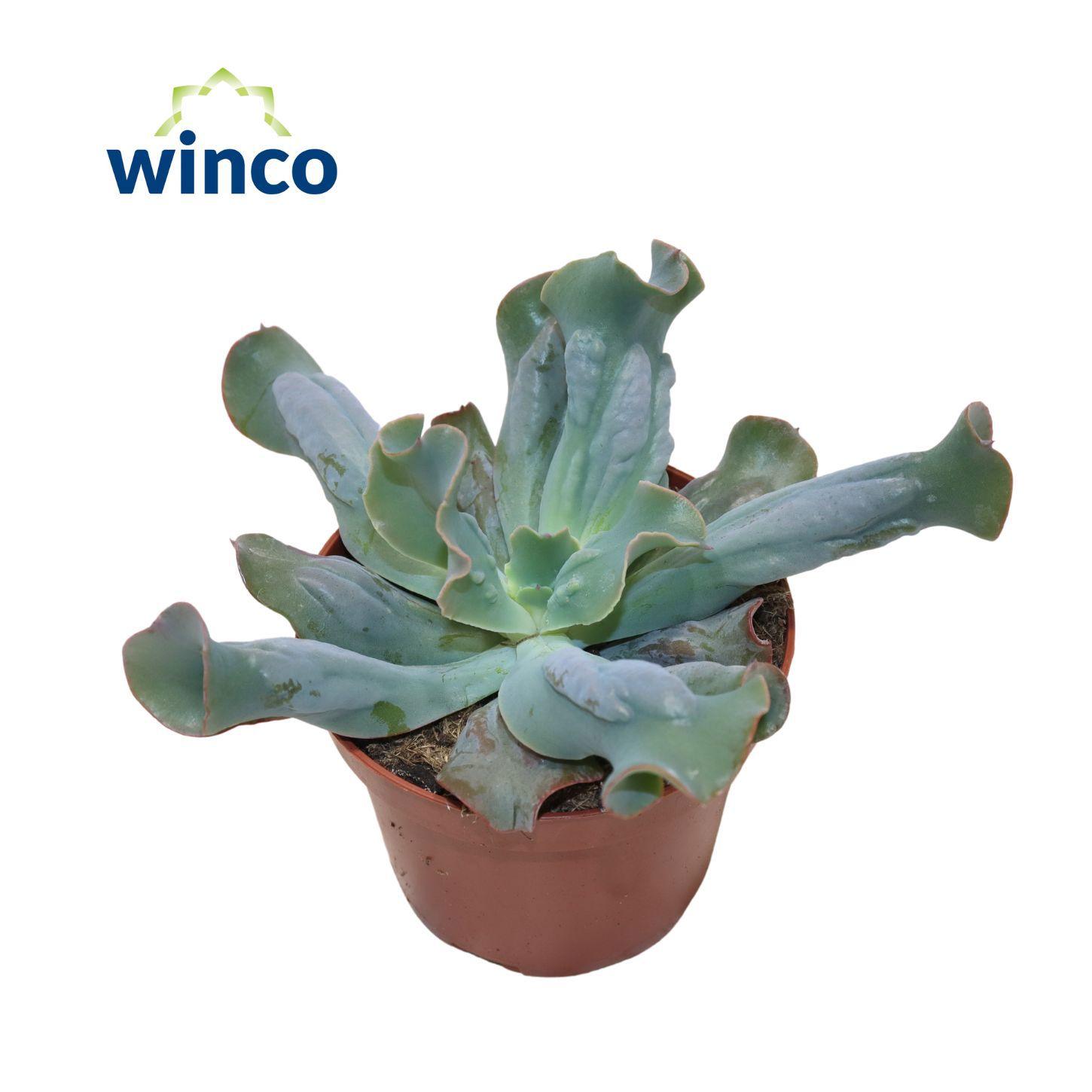 Горшечные цветы и растения оптом Echeveria Culebra от 4шт из Голландии с доставкой по России
