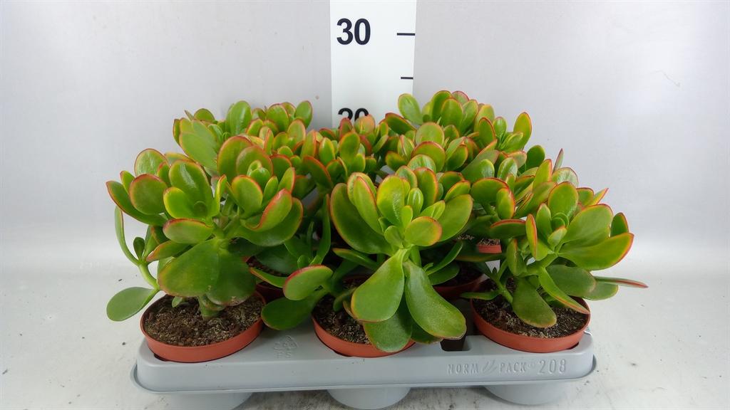 Горшечные цветы и растения оптом Crassula Ovata sunset от 8шт из Голландии с доставкой по России