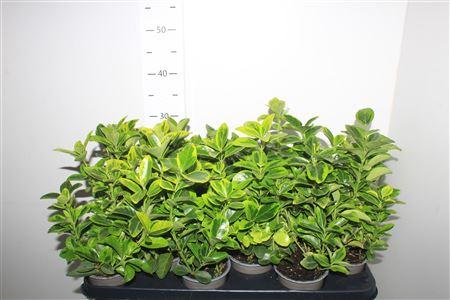 Горшечные цветы и растения оптом Euonymus Ja Aureomar от 12шт из Голландии с доставкой по России